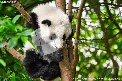 Image of Giant panda bear in China