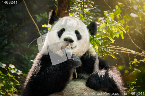 Image of Giant panda bear in China