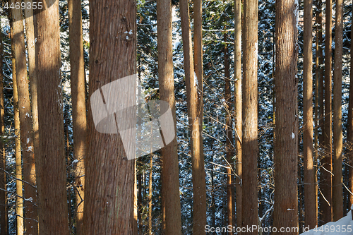 Image of winter forest in japan