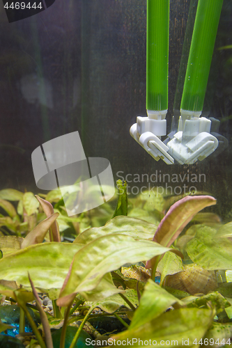 Image of Cleaning the glasses in the aquarium from algae using a scraper