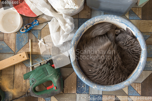 Image of Domestic cat fell asleep in the pelvis for breeding solution of plaster