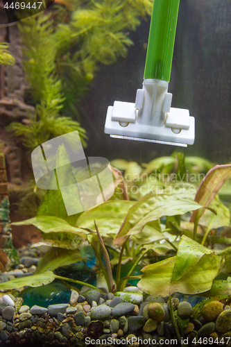 Image of Cleaning the glasses in the aquarium from algae using a scraper