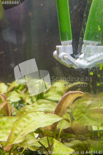 Image of Cleaning the glass in the aquarium from green algae plaque