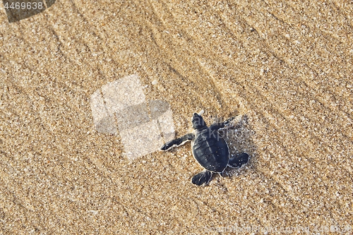 Image of Newborn sea turtle