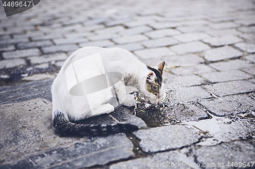 Image of Thirsty abandoned cat 