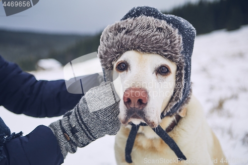 Image of Funny portrait of dog with cap