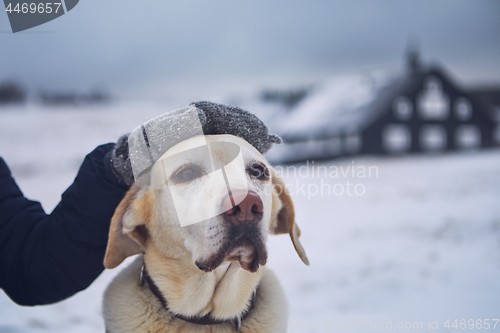 Image of Friendship between pet owner and his dog