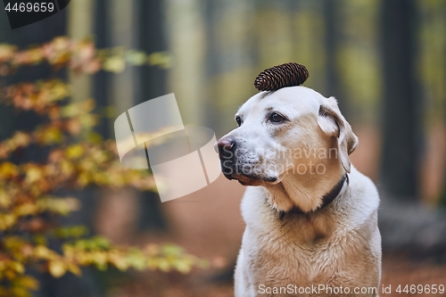 Image of Dog in autumn forest