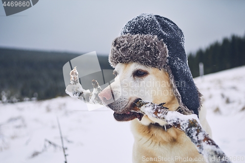 Image of Funny portrait of dog with cap