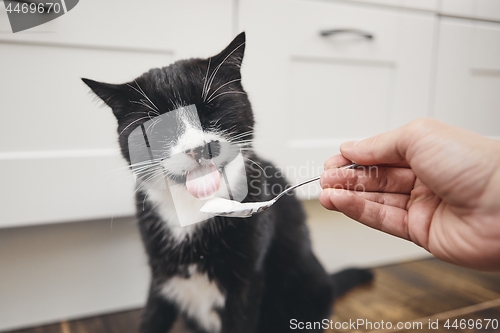 Image of Hungry domestic cat