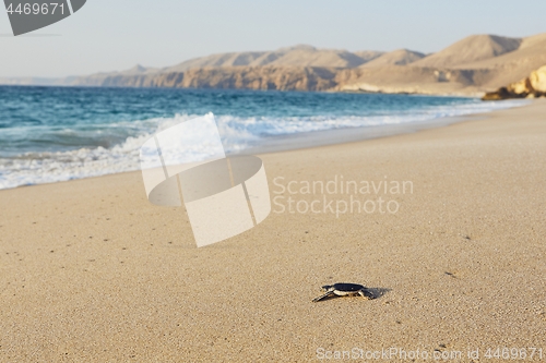 Image of Newborn sea turtle