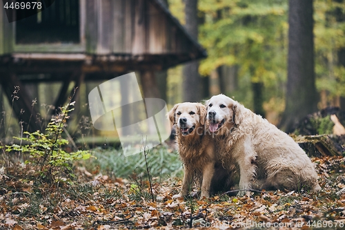 Image of Couple of old dogs