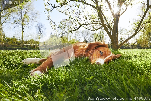 Image of Dog resting on the garden