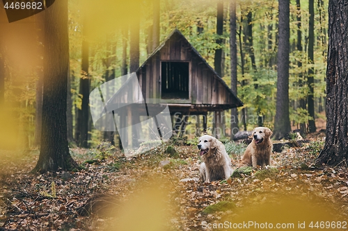 Image of Couple of old dogs