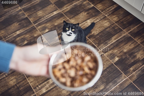 Image of Hungry domestic cat