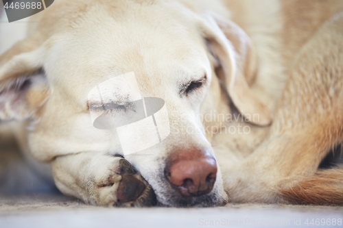 Image of Dog sleeping on the carpet