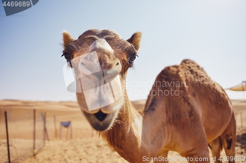 Image of Curious camel in desert