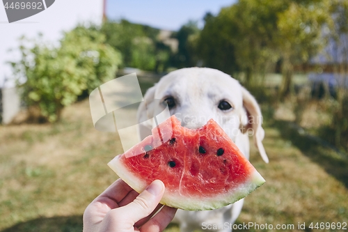 Image of Summer refreshment on the backyard