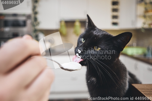 Image of Hungry domestic cat