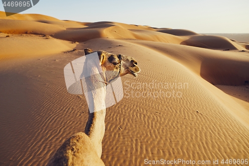 Image of Camel on sand dune