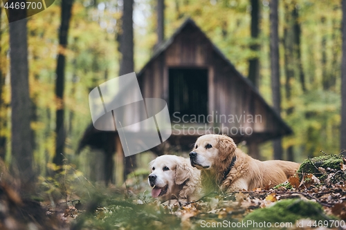 Image of Couple of old dogs