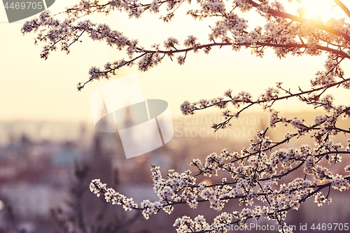 Image of Spring in the city