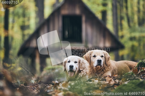 Image of Couple of old dogs