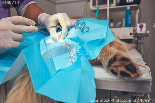 Image of Dog in the animal hospital