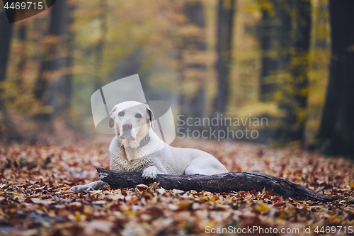 Image of Dog in autumn forest