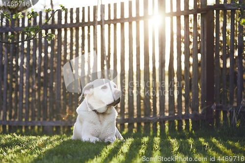 Image of Dog on the garden at the sunset