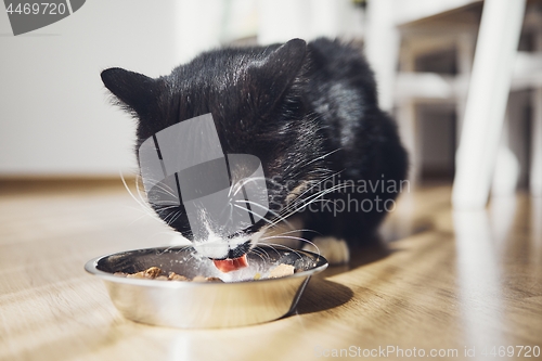 Image of Hungry domestic cat