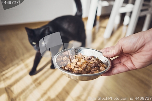 Image of Hungry domestic cat