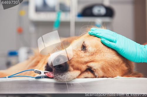 Image of Dog in the animal hospital