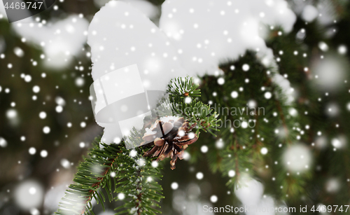 Image of fir branch with snow and cone in winter forest