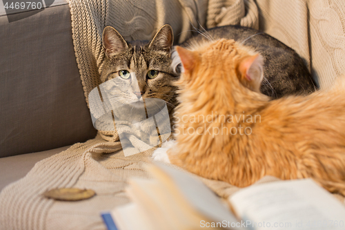 Image of two cats lying on sofa at home