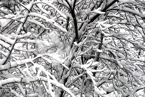 Image of snow-covered tree branches