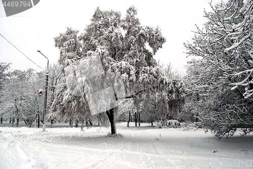 Image of the tree is covered with snow