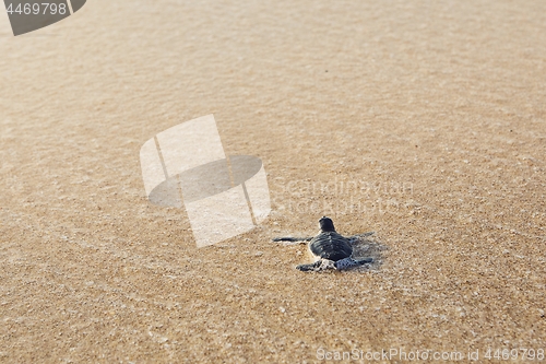 Image of Newborn sea turtle