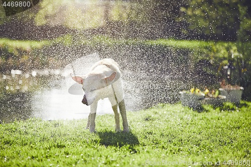 Image of Dog shaking off water