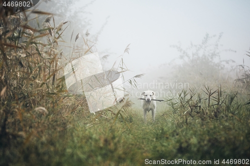 Image of Sad dog in autumn fog