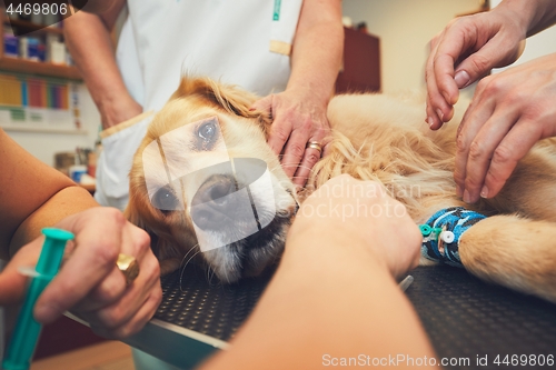 Image of Dog in the animal hospital
