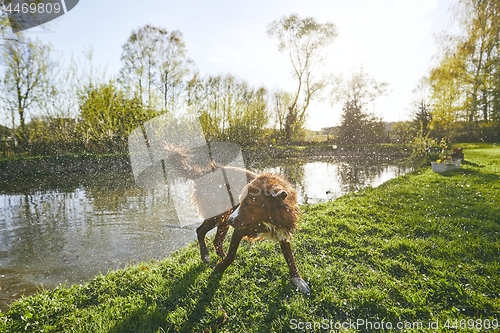 Image of Dog shaking off water