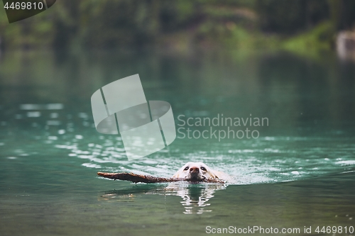 Image of Dog in lake