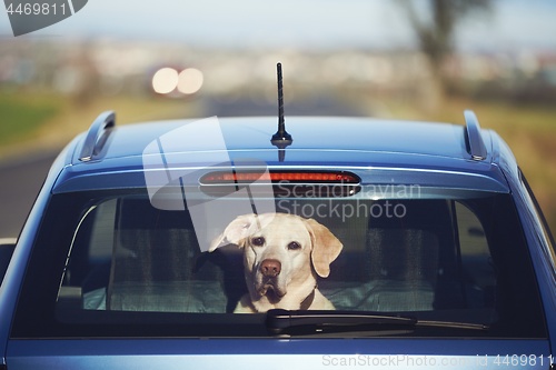 Image of Travel with dog