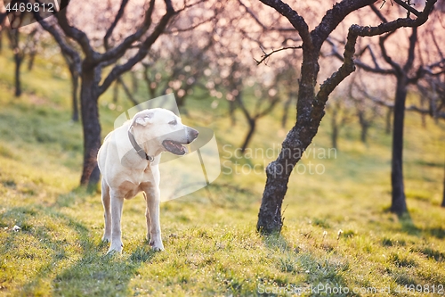 Image of Dog in spring nature