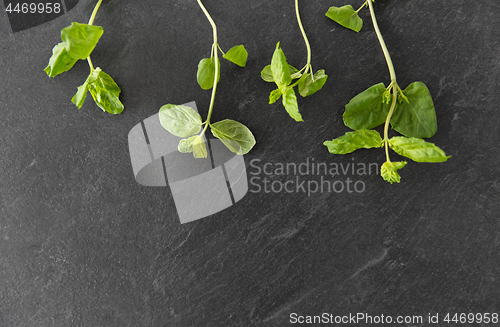 Image of green mint leaves on stone background