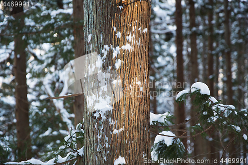 Image of winter forest in japan