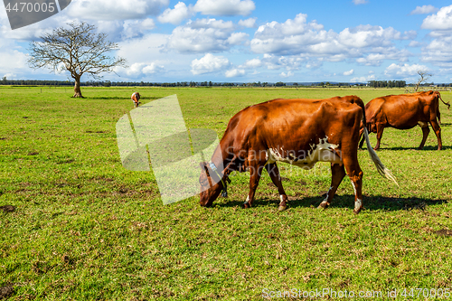 Image of Dairy cows in a greener pastures