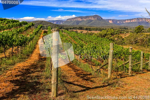 Image of Vineyard - Vines growing grapes