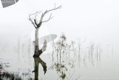 Image of Trees in a lake of fog